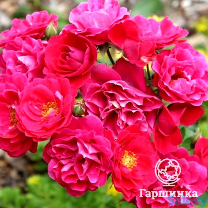 Роза джордж ванкувер канадская парковая к/с, фотография 1