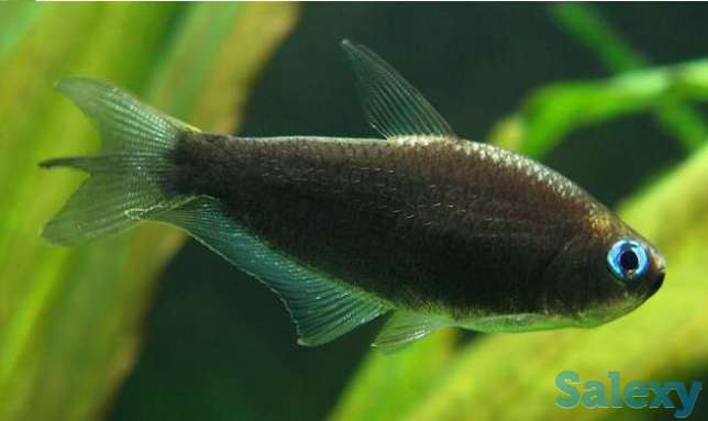 Пальмери- королевская Тетра чёрная своего разведения, фотография 1