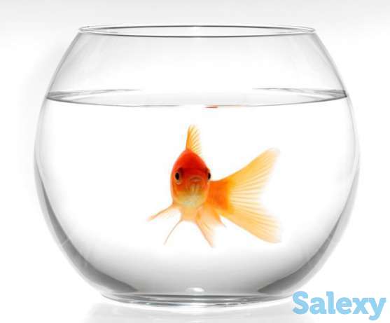 Аквариум круглый, фотография 1