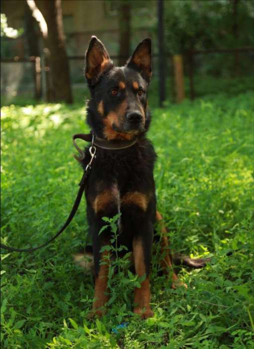 Отдаем Князя в добрые руки, фотография 1