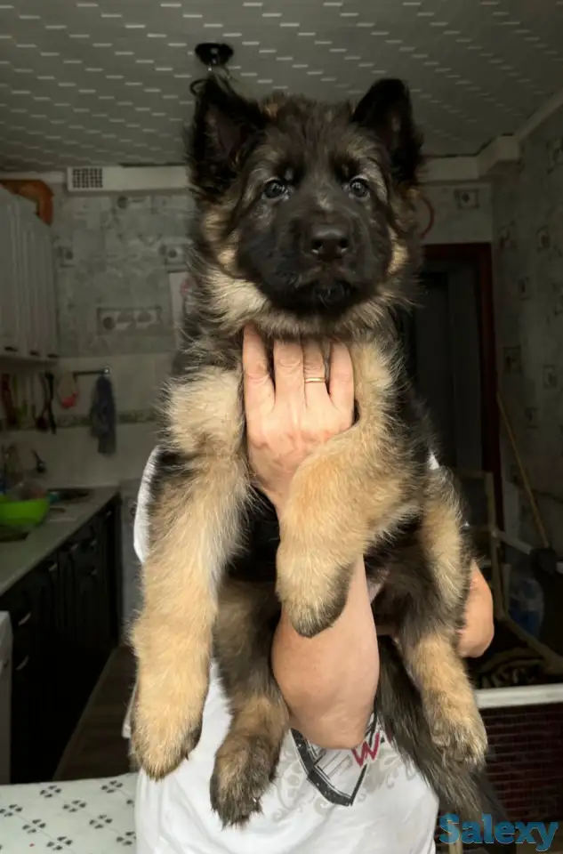 Щенки немецкой длинношерстной овчарки, фотография 4