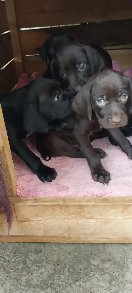 Курцхаар щенки продам, фотография 3