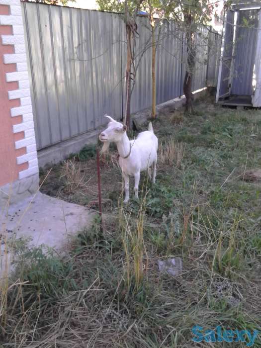 Продам! продам дойную козу, фотография 1