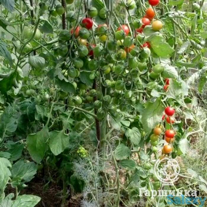 Семена Томат Барбарис F1 15 шт, фотография 1