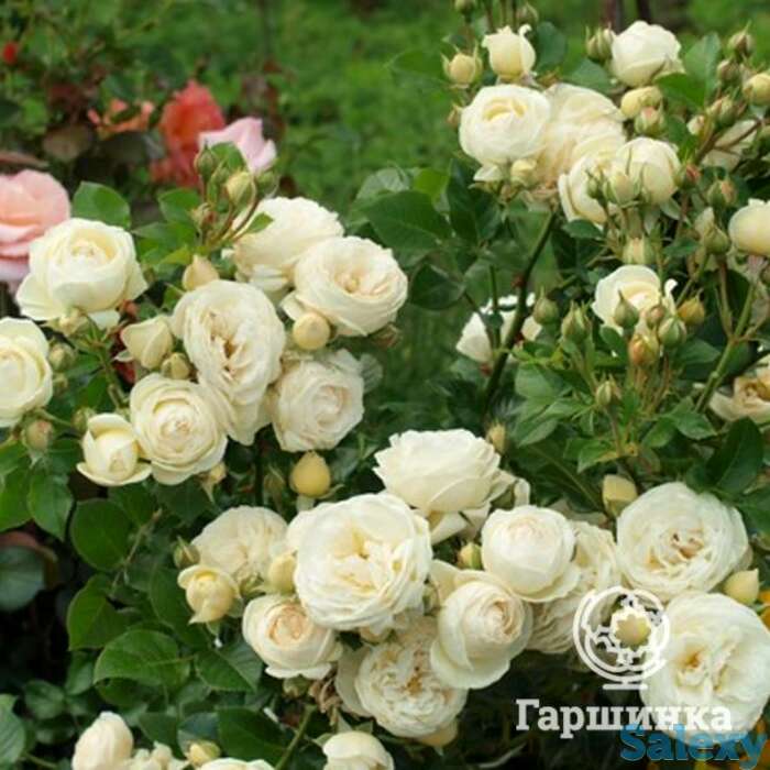 Роза артемис кустарниковая, тантау, фотография 1