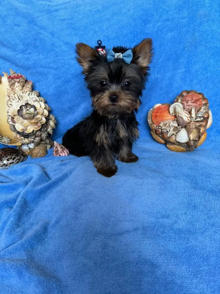 Шикарные малыши Йоркширского терьера, фотография 1