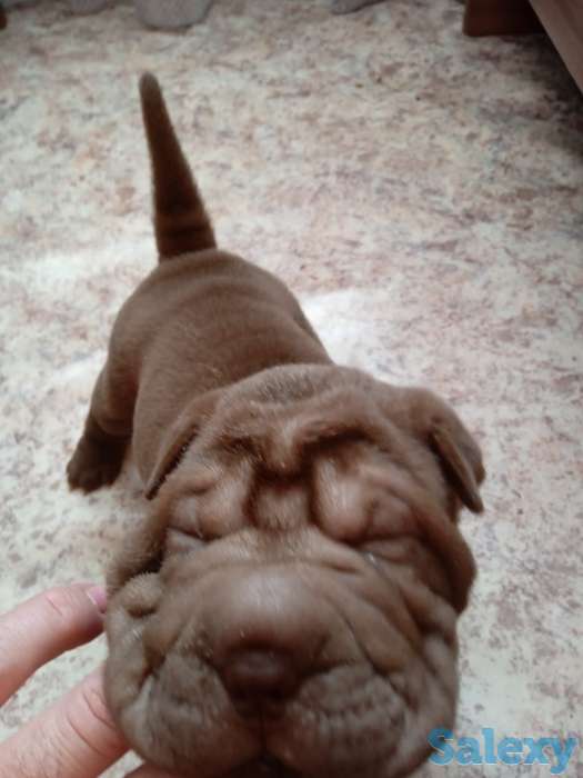 Шарпеи, фотография 2