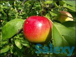 Саженец яблони Квинти ММ 106, фотография 1