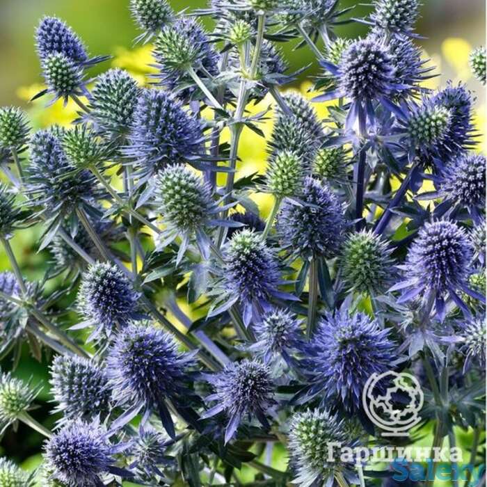 Синеголовник плосколистный, фотография 1