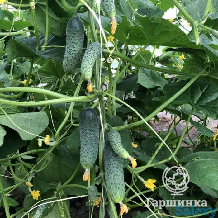 Семена Огурец Гоша F1 5шт, фотография 1