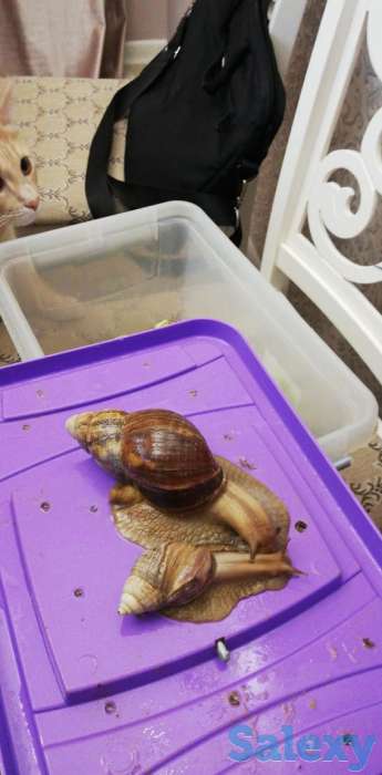 Улитки, фотография 3