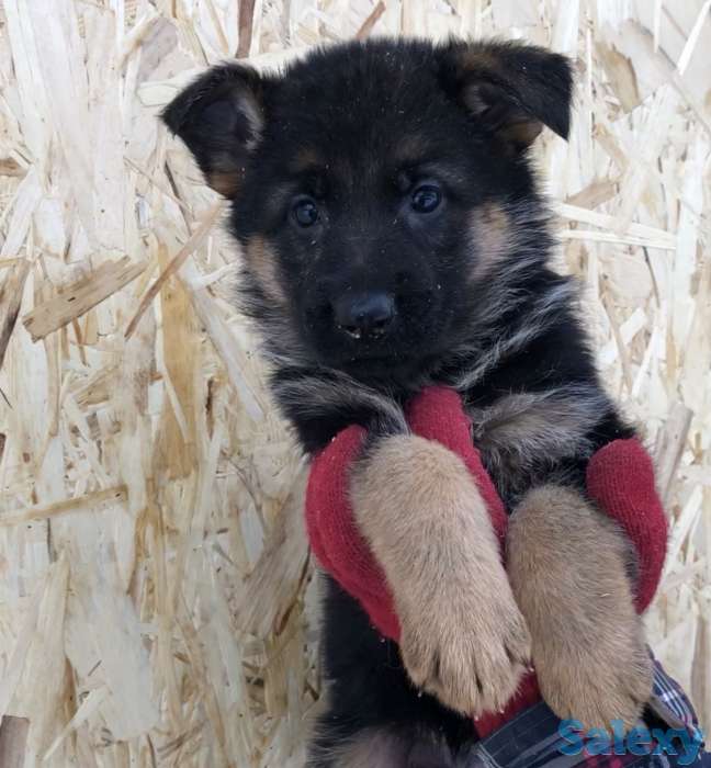 Щенки немецкой овчарки с родословной., фотография 6