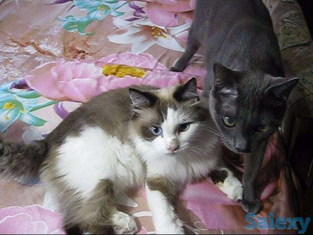 !!! Нужно спасать котов !!!, фотография 7