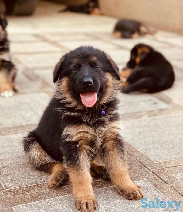 Породистые щенки немецкой овчарки, фотография 4