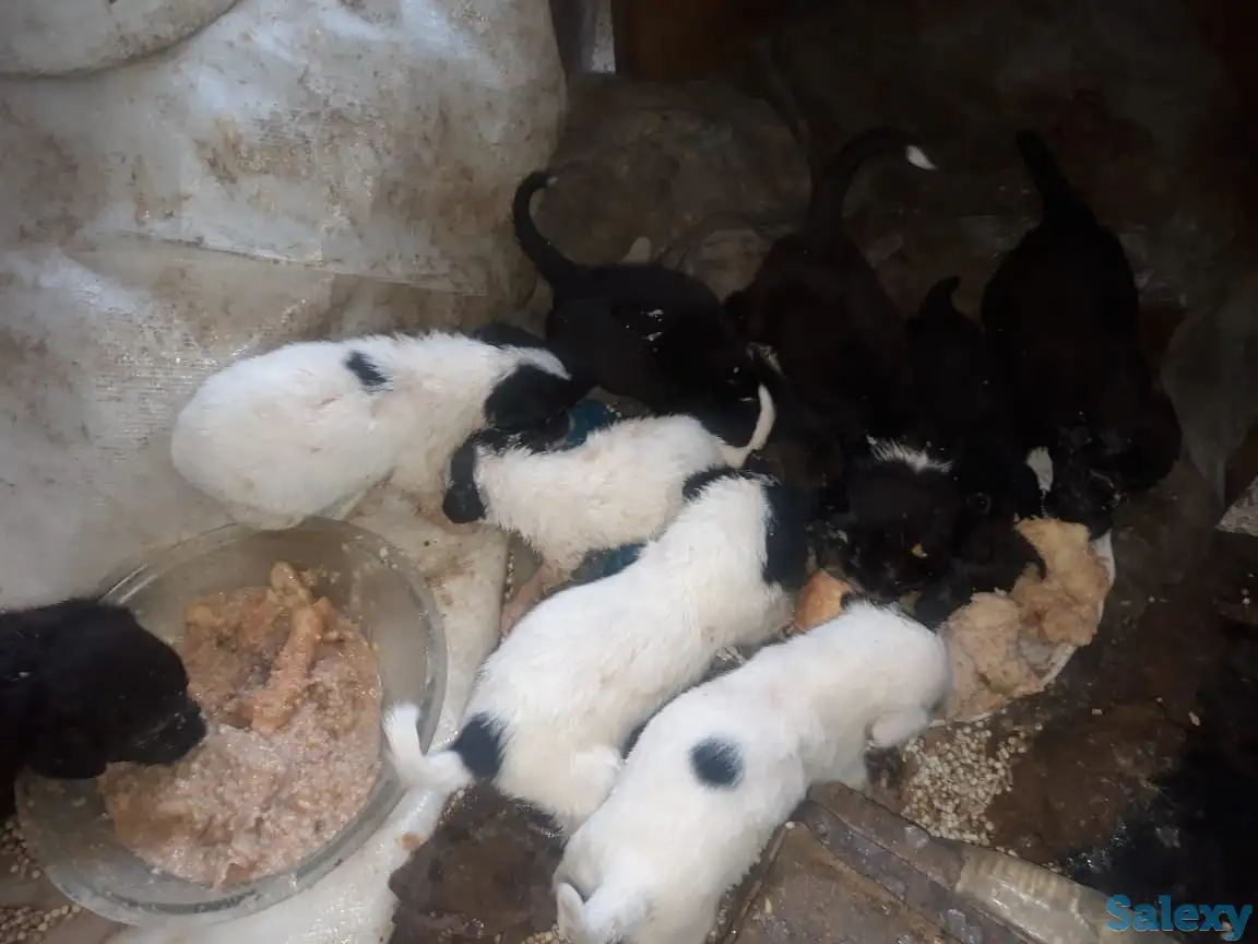 Отдам бесплатно щенят в хорошие руки., фотография 2