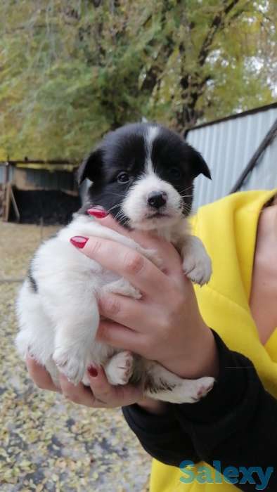 Отдам щенков, фотография 2