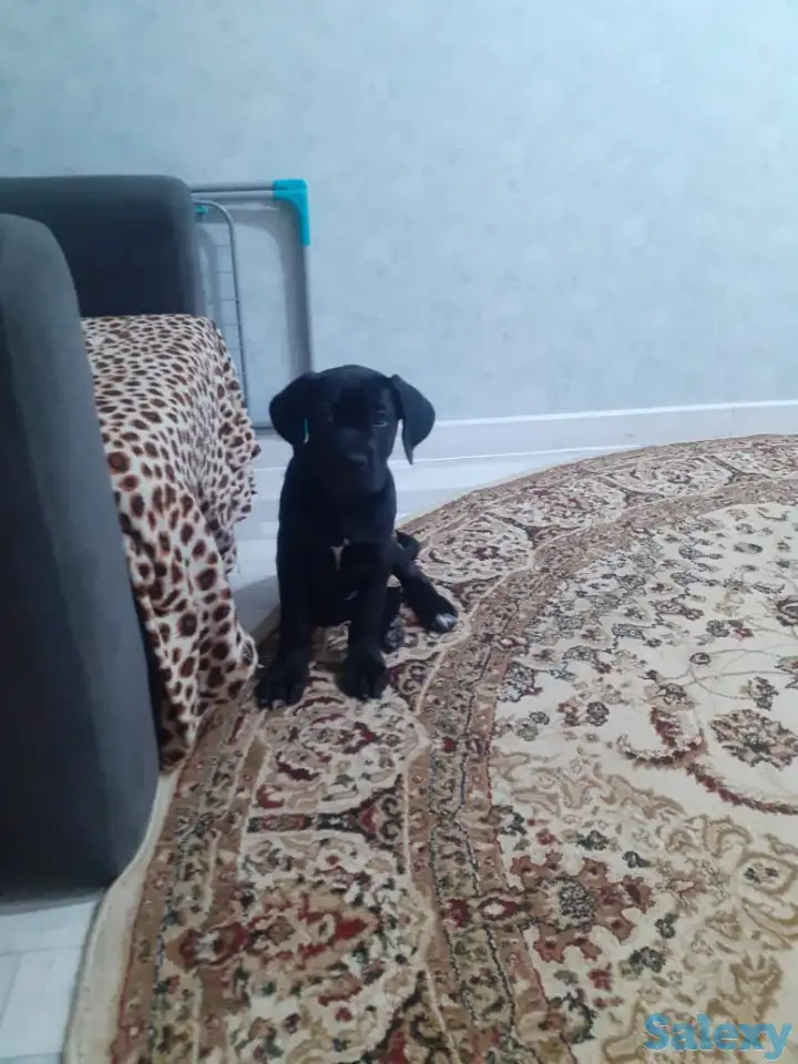 Продам собаку, фотография 2