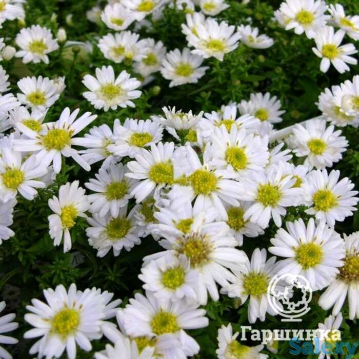 Астра кустарниковая Сноуспрайт, фотография 1