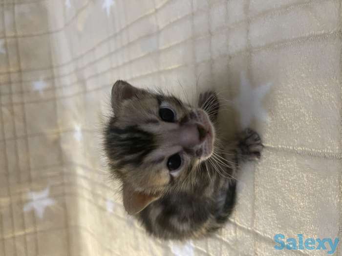 Бенгальские котята, фотография 8