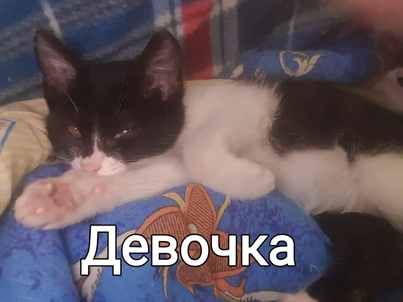 Кошки, фотография 1