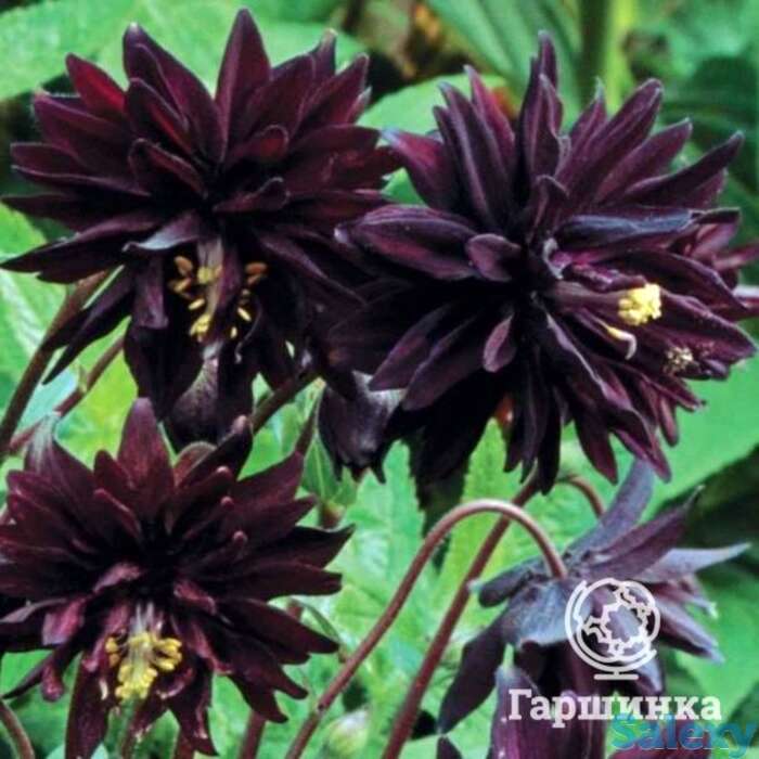 Аквилегия Блэк Барлоу, фотография 1