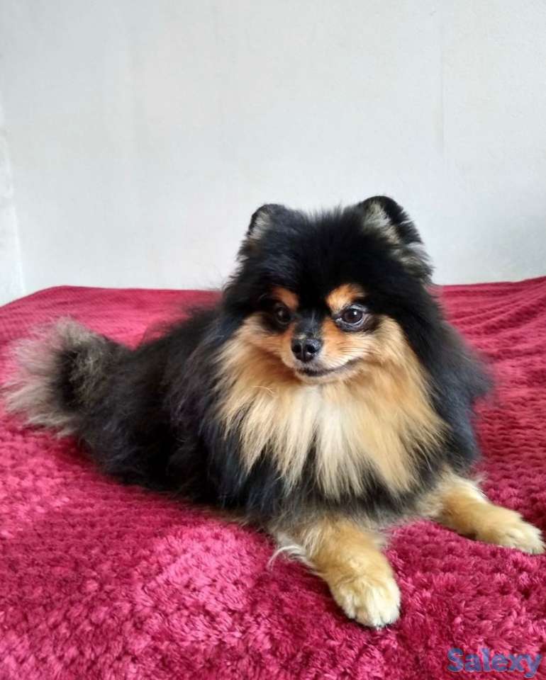 Шпицы. Радость в дом!, фотография 5