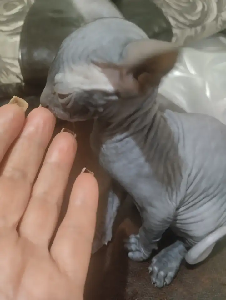 Продам котенка Канадский Сфинкс, фотография 1