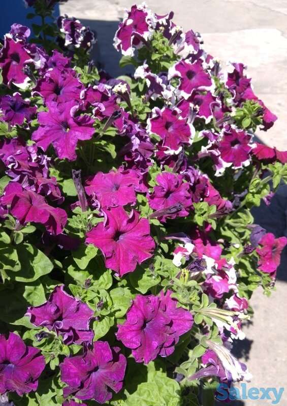 Рассада петунии, фотография 10