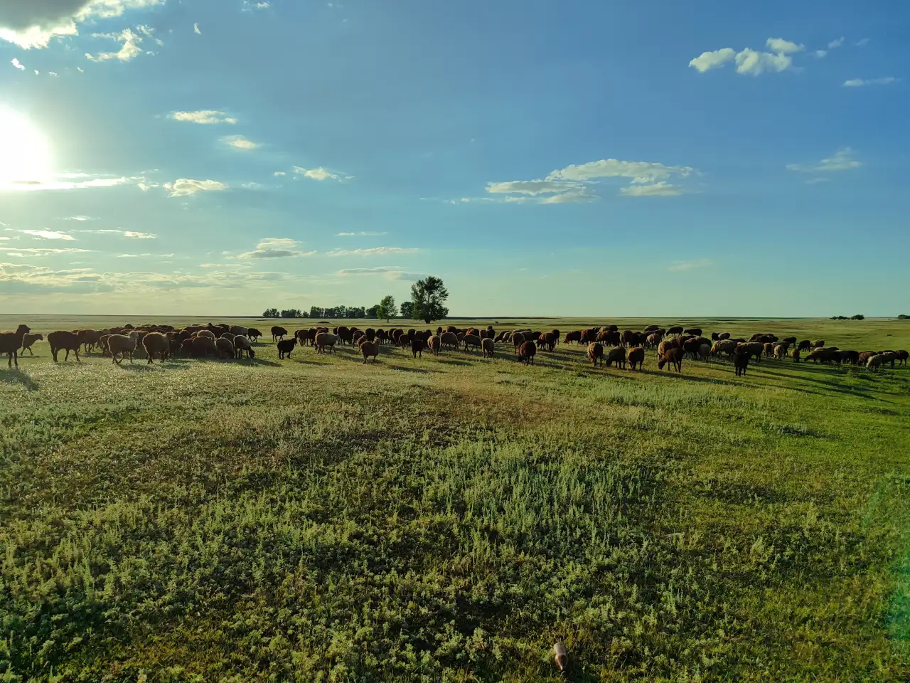 Мелкий скот, бараны, фотография 1