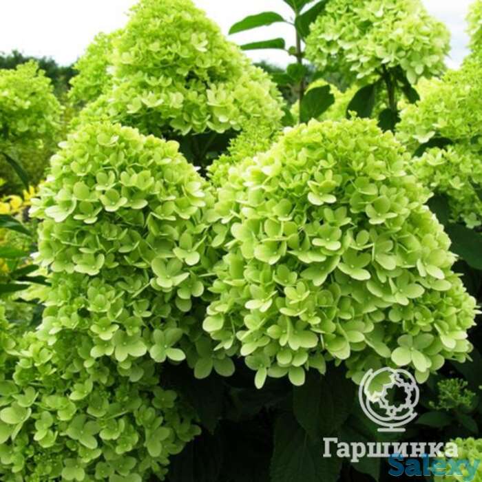 Гортензия лаймлайт, фотография 1