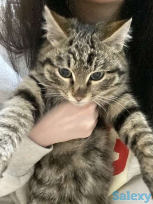 Котята ищут хорошие добрые руки, фотография 4