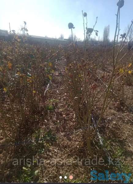 Саженцы роз 