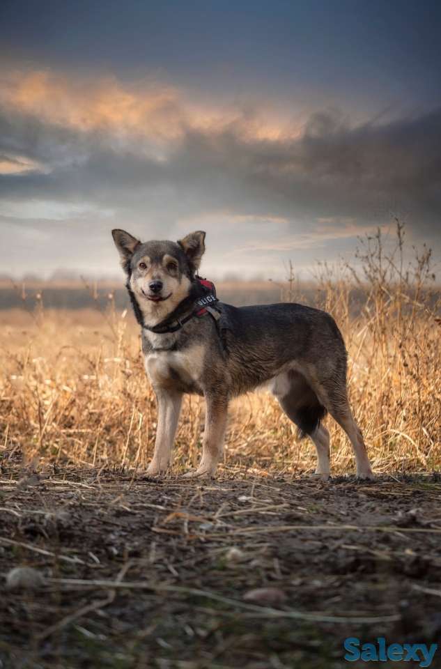 Отдам собаку, фотография 8