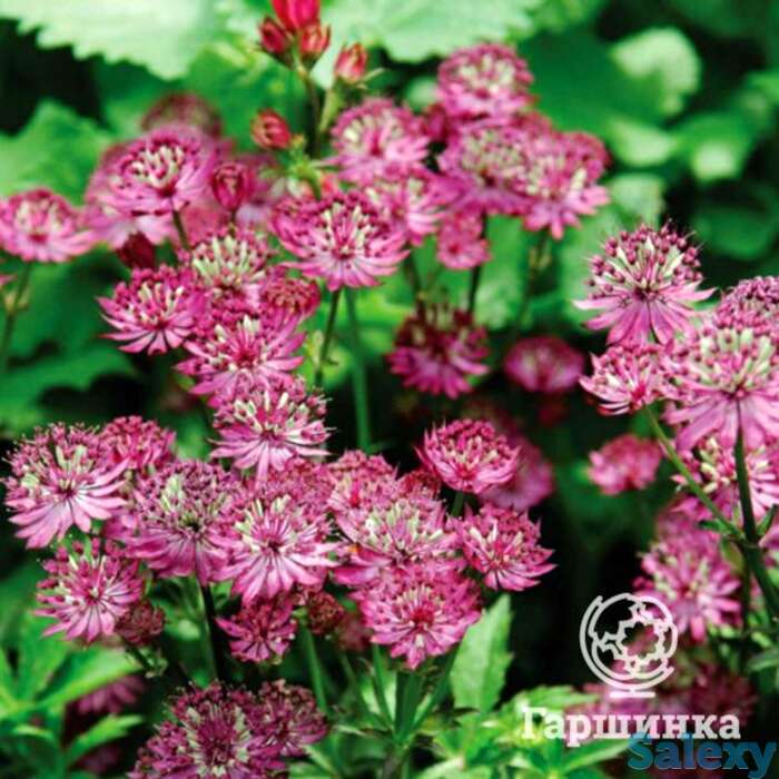 Астранция Розенсинфони крупная, фотография 1