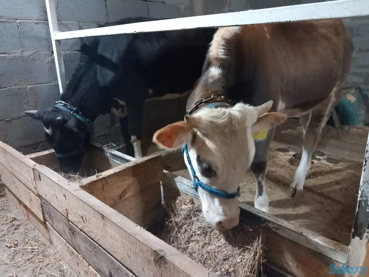 корова нестельная, фотография 9