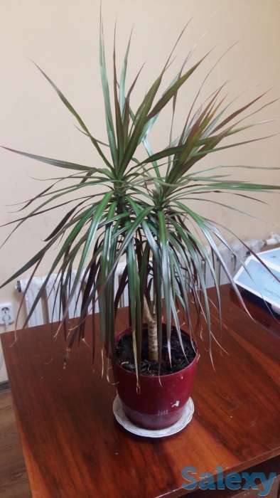 Комнатные цветы Фикус, драцена, денежное дерево, фотография 2