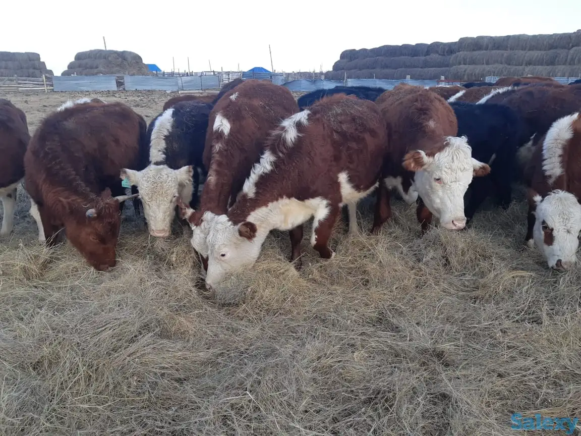 Продам крестьянское хозяйство в 100 км от Уральска, фотография 6