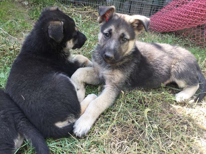 Продам щенков Восточно-Европейской овчарки, фотография 11