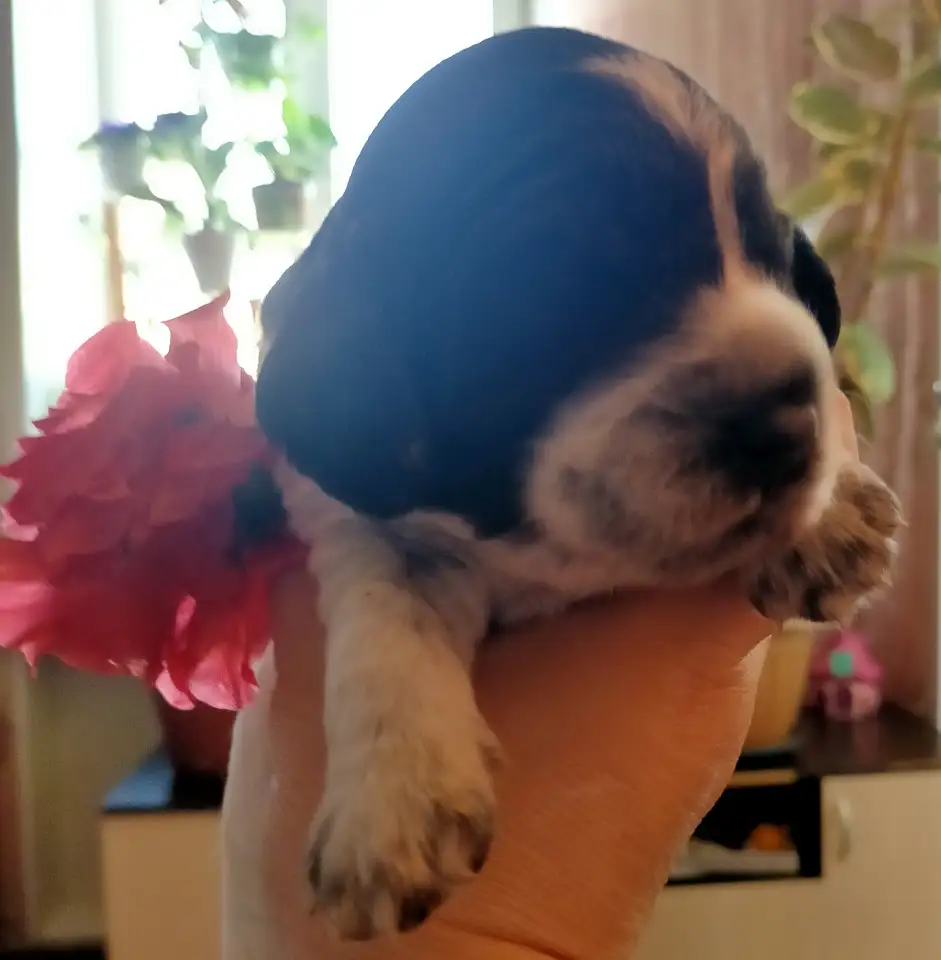 Русский охотничий спаниель, фотография 1