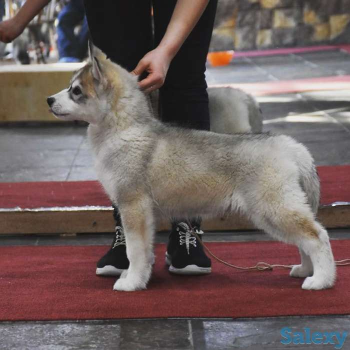 Породные щенки хаски, фотография 3