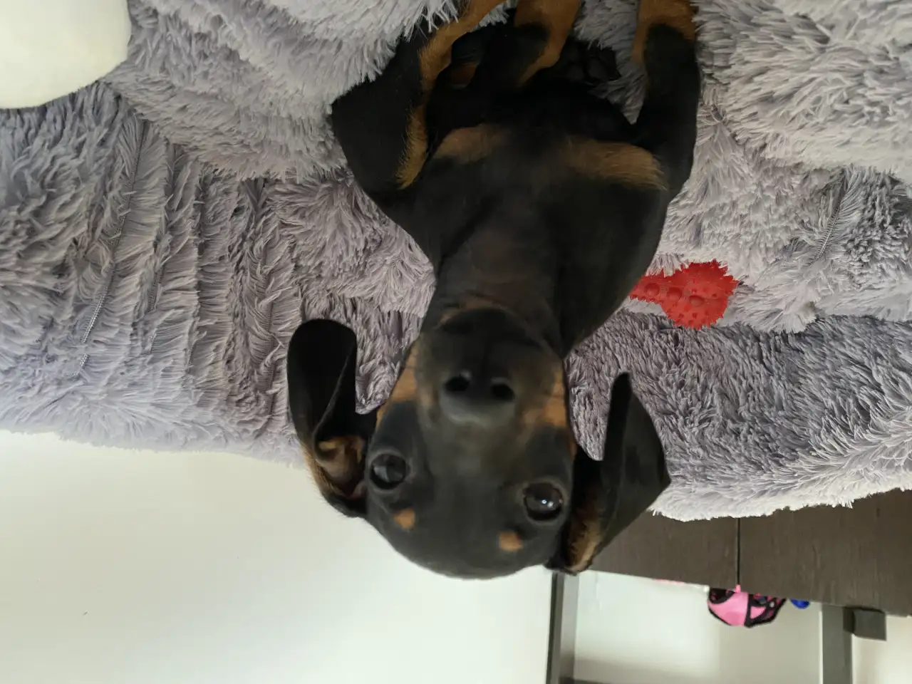 Отдам даром, фотография 3