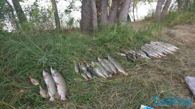 Продам щуку, окунь дешево . Свежая, срочно., фотография 1