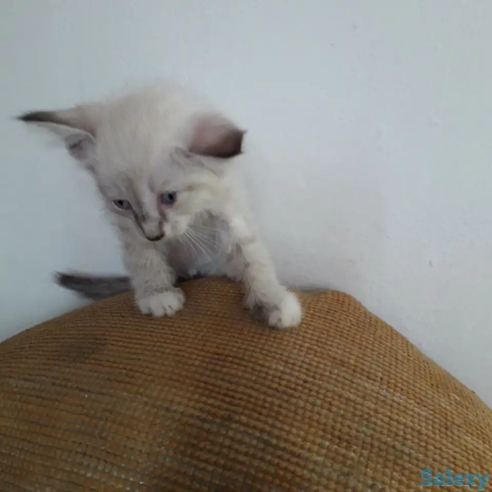 Красивые котики и бежевая кошечка!, фотография 2