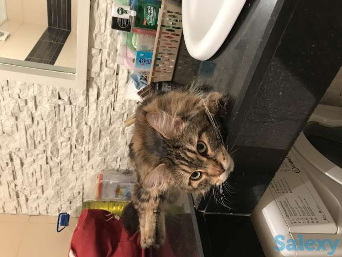 Продам котят МЕЙН-КУН 3 мес (на 2-фотке Мама ) Цена-50000 тгАзамат, фотография 2