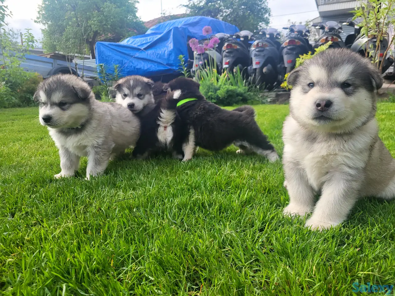 Щенки маламута для души и выставок, фотография 7