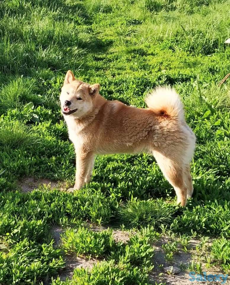 Собака Шиба-ину, фотография 2