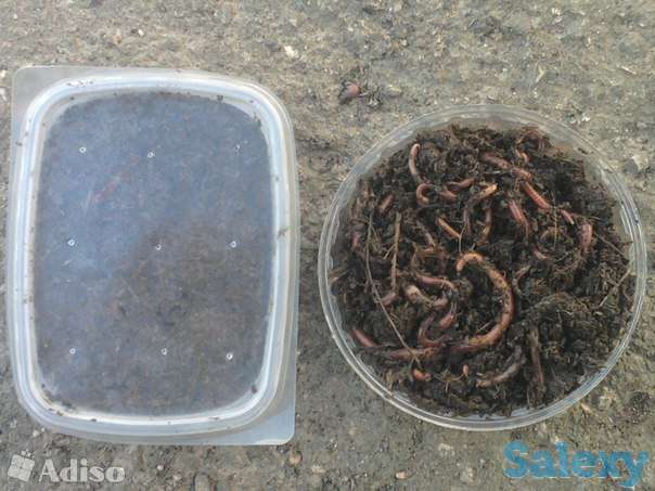 Черви навозные (живая наживка для рыбалки), фотография 2
