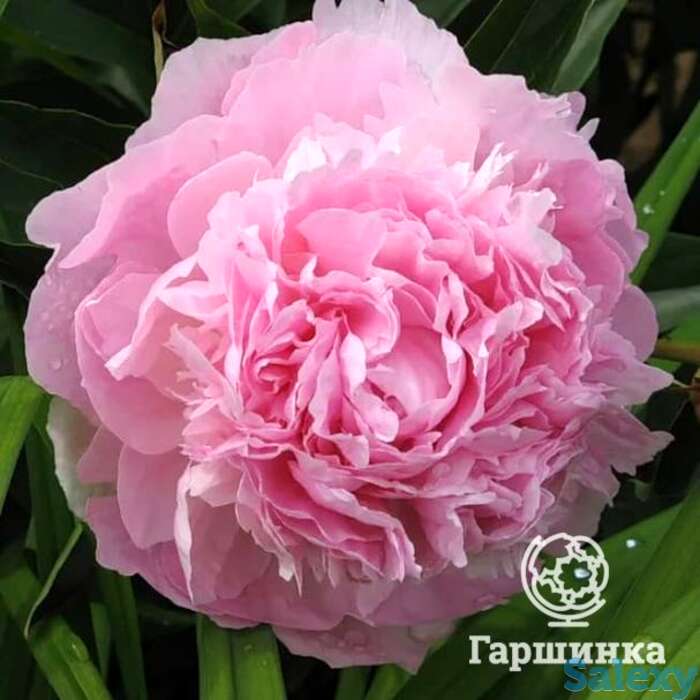 Пион пинк суприм, фотография 1