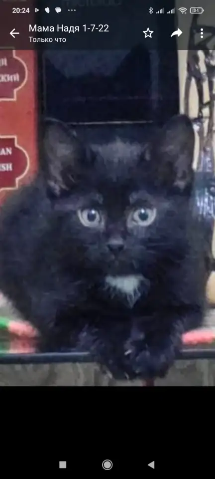 Отдам в добрые руки котика маленького,очень игривый и ласквый ,возраст 3 месяца, фотография 1