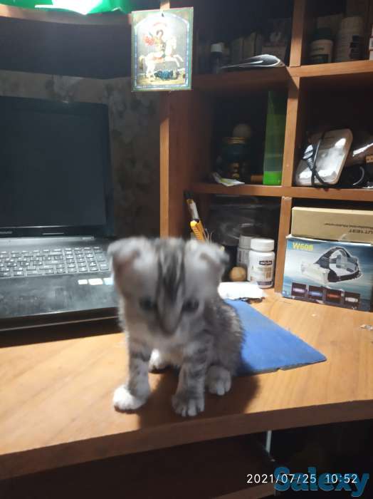 Продам вислоухих котят, фотография 1